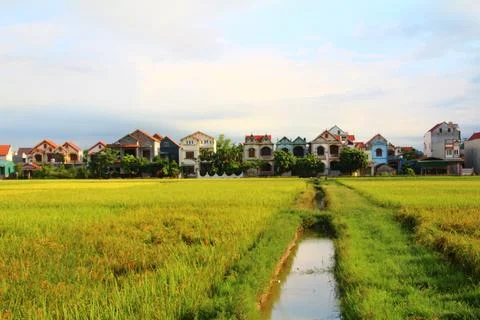 Rice fields in vietnam Stock Photos
