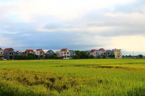 Rice fields in vietnam Stock Photos