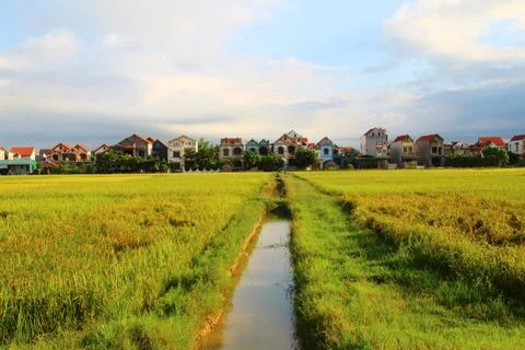 Rice fields in vietnam Foto stock