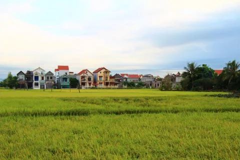Rice fields in vietnam Stock Photos