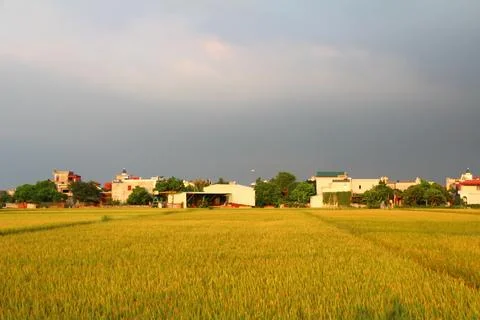 Rice fields in vietnam Stock Photos