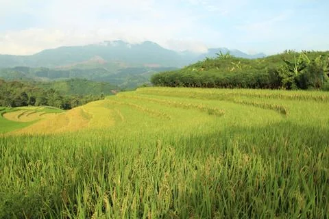 Rice fields in vietnam Foto stock