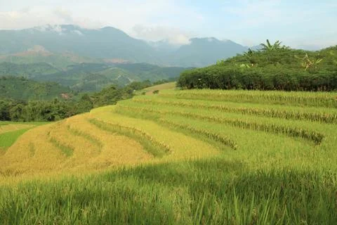 Rice fields in vietnam Stock Photos