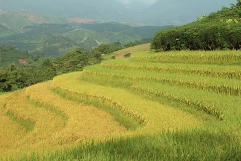 Rice fields in vietnam Stock Photos