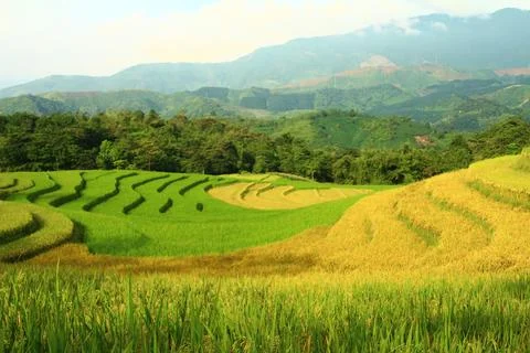 Rice fields in vietnam Stock Photos