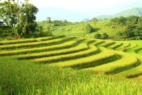 Rice fields in vietnam Stock Photos