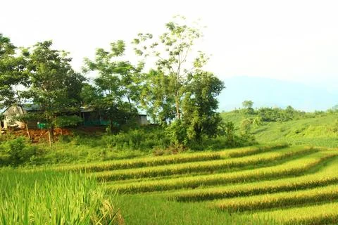 Rice fields in vietnam Stock Photos
