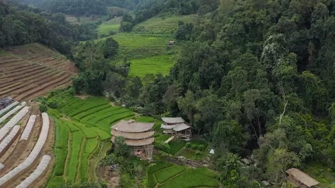 Rice Fields View From Above Aerial Looking Down On Hut - Northern Thailand Stock Footage 150159152