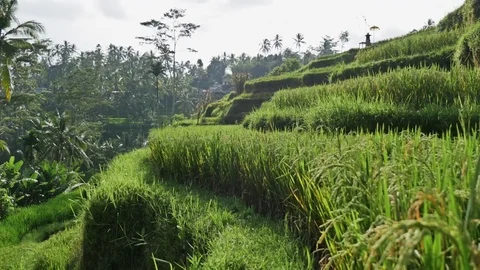 Rice Fields View Gimbal Indonesia Asia Bali 4k Stock Footage 70761993