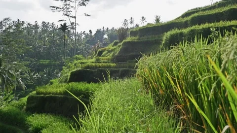 Rice Fields View Indonesia Asia Bali 4k Stock Footage 70761359