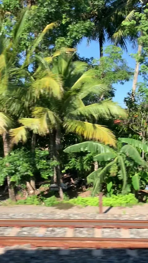 Rice fields view from a train near Yogyakarta Видео 343147007
