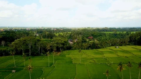 Rice fields Villa Stock Footage 106695159