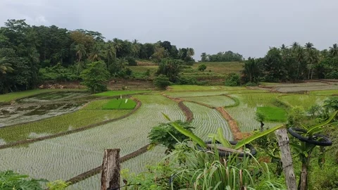 Rice fields in the village and the surrounding nature Stock Footage 310530896