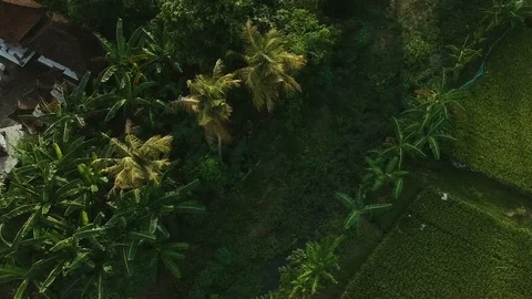 Rice fields in a village on Bali drone pan shot Stock Footage