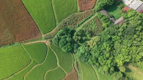 Rice fields by village Video stock 347506477