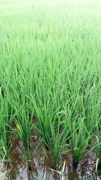 Rice fields  in village Stock Photos