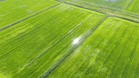 Rice fields in water Stock-Footage 240268321