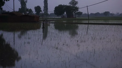 Rice fields with water in late evening dusky night sky. 動画素材 105398509