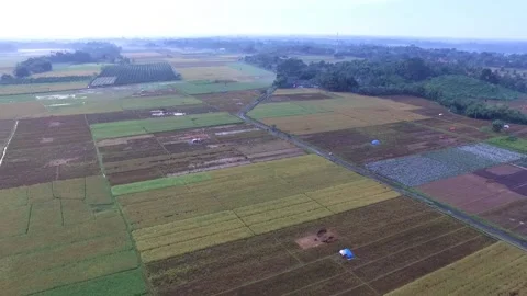 The rice fields were a little burnt Stock Footage 229877854