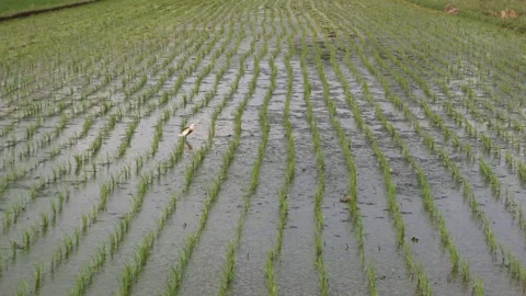 Rice fields when they are just starting to grow Stock Footage 274499441