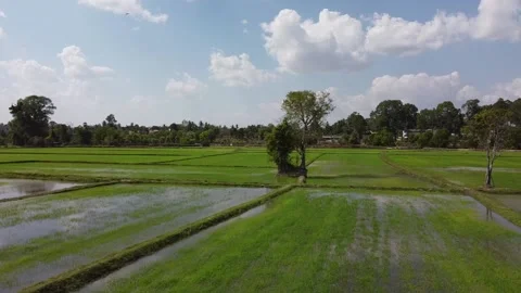 Rice fields, white egrets Stock Footage 188655029