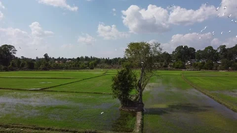 Rice fields, white egrets Stock Footage 188655216