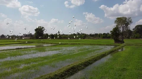 Rice fields, white egrets Stock Footage 188655217