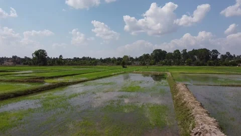Rice fields, white egrets Stock Footage 188661373