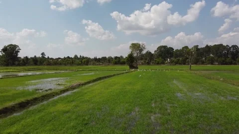 Rice fields, white egrets Stock Footage 188662538