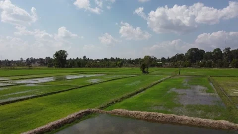 Rice fields, white egrets Stock Footage 188663160