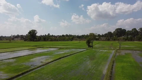 Rice fields, white egrets Stock Footage 188663307