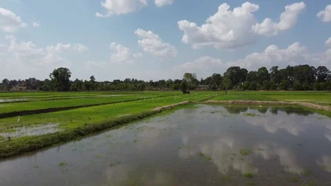 Rice fields, white egrets Stock Footage 188664024