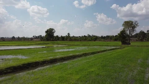 Rice fields, white egrets Stock Footage 188664283
