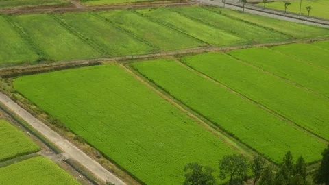 Rice fields The wind blows the rice plants gently. Stock Footage 263216742