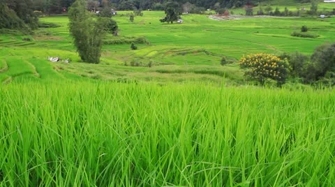 Rice fields in the wind. Stock Footage 12454319