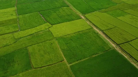 Rice fields with the wind gently swaying the ears of rice Stock Footage 238740442
