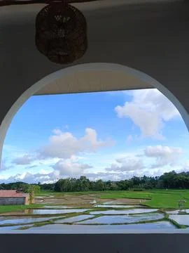 Rice fields from the window 写真素材