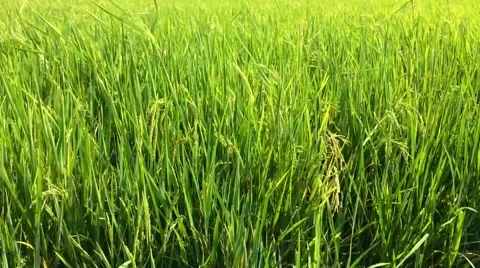 Rice fields with windy Stock Footage 46434438