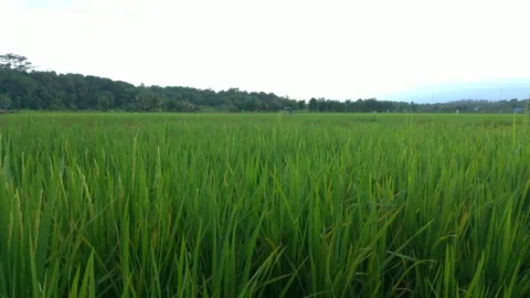 Rice fields in wonotirto samboja 库存影片 133548921