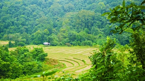 Rice fields in the woods. chiang mai, thailand Stock-Footage 40782935