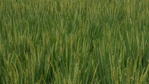 Rice fields, worker in traditional clothing, Vietnamese-style hat Stock Footage 119836721