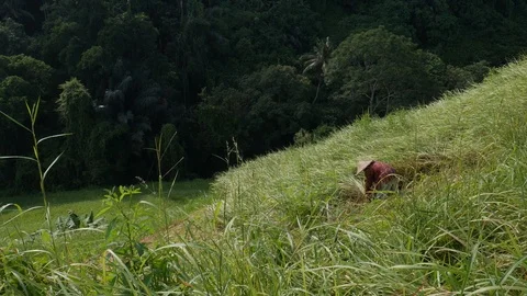 Rice fields, worker in traditional clothing, Vietnamese-style hat Stock Footage 119836728