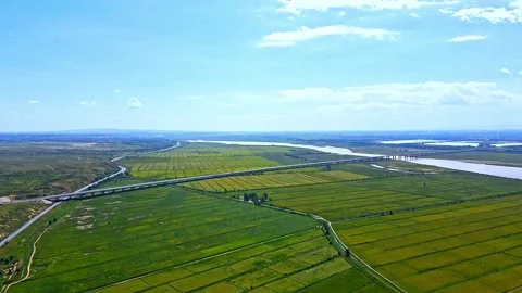Rice fields in the Yellow River Plain Video stock 257988890