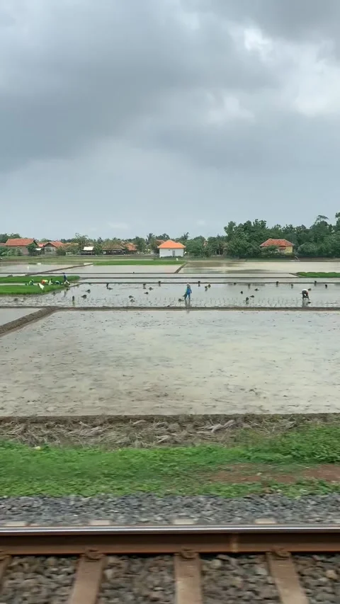 Rice fields in Yogyakarta Видео 343147431