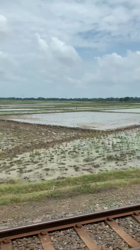 Rice fields in Yogyakarta Vídeos de archivo 343147434