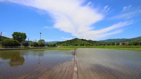 Rice fields in Yufuin (Yufuin, Yufu City, Oita Prefecture) Stock Footage 341953573