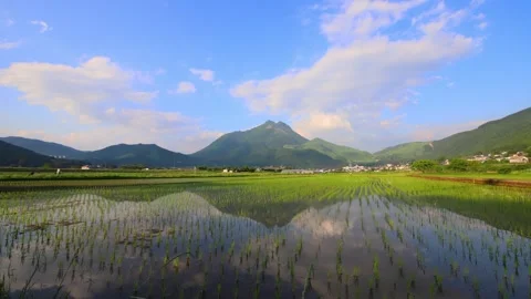 Rice fields in Yufuin (Yufuin, Yufu City, Oita Prefecture) Stock Footage 342229792
