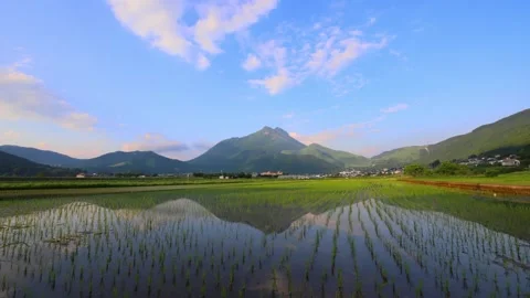 Rice fields in Yufuin (Yufuin, Yufu City, Oita Prefecture) Stock Footage 342229838