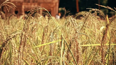Rice fields,dolly. Stock Footage 60831042