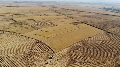 Rice fields,rice fields, rice before harvest, drone video Stock Footage 170119649